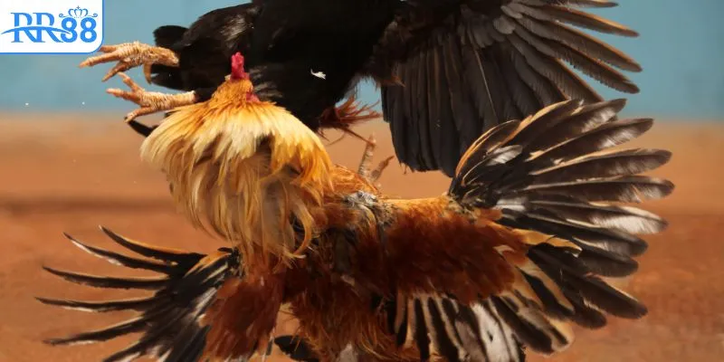 Tiêu chí chuẩn để đánh giá trang đá gà uy tín